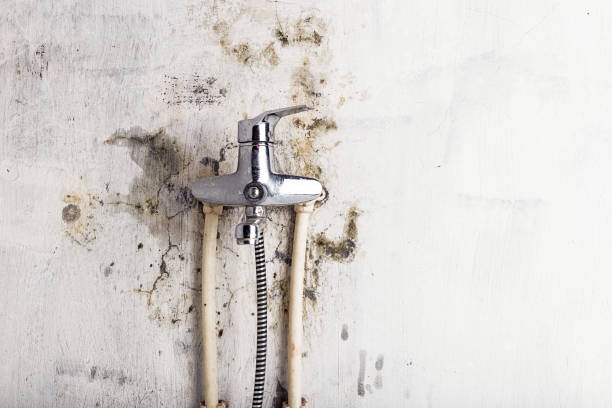 Best Preventive Mold Services in Gilbert, MN