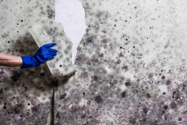 Best Residential Mold Remediation in Gilbert, MN