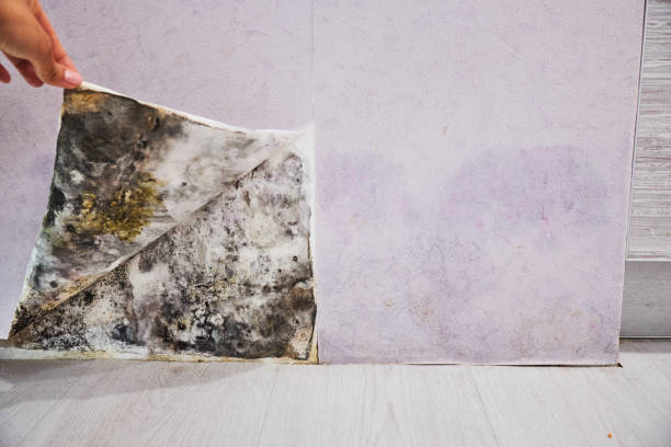 Best Insurance-Related Mold Remediation in Gilbert, MN